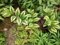 /album/fotogalerie-nabidka/polygonatum-odoratum-kayaba-nishiki-jpg/
